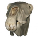 Horse Skull