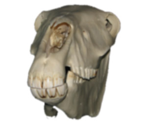 Horse Skull