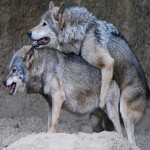 Wolves mating
